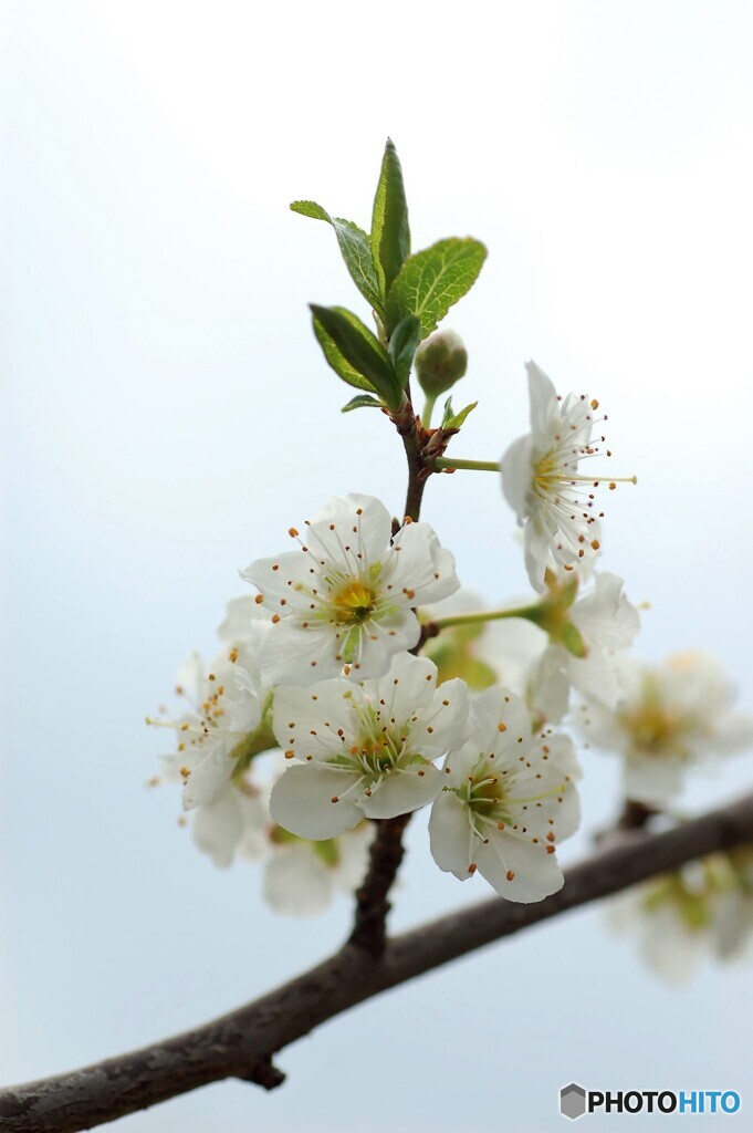 スモモの花