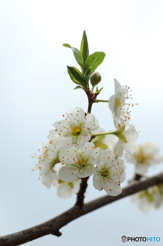 スモモの花