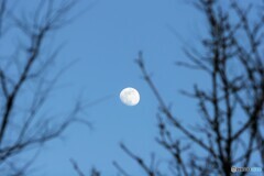 冬の月