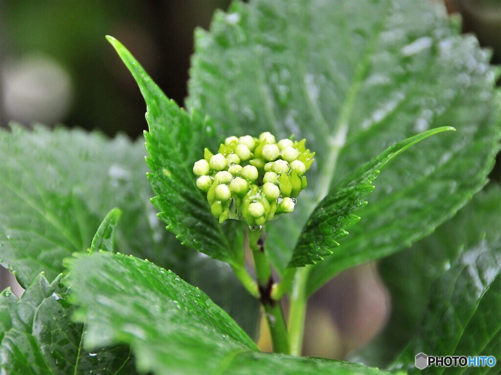 雨が似合う
