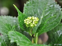 雨が似合う