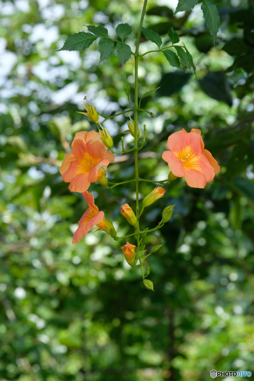 夏の色
