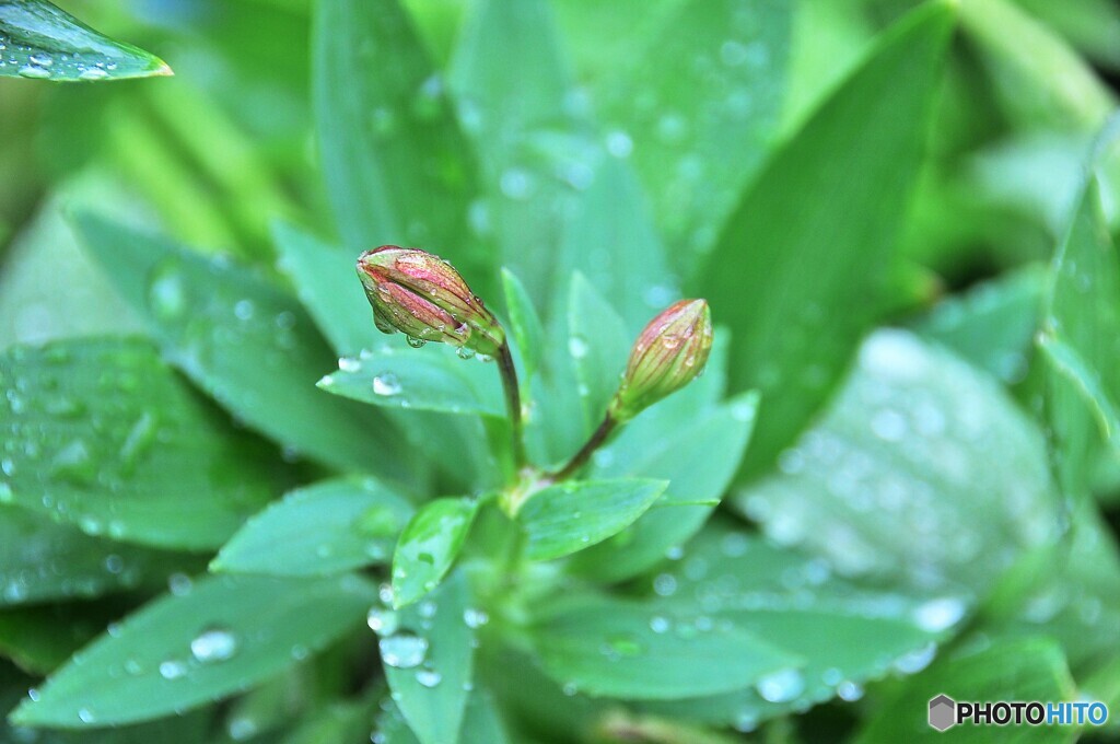 雨上がりの庭