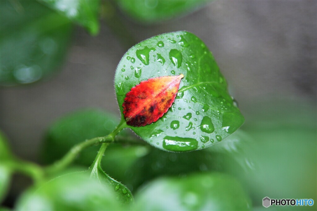 雨あがる
