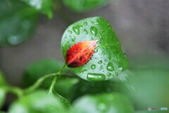 雨あがる