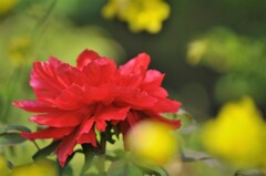 Blooming red