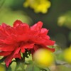 Blooming red