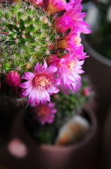 サボテンの花
