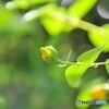 6月の庭