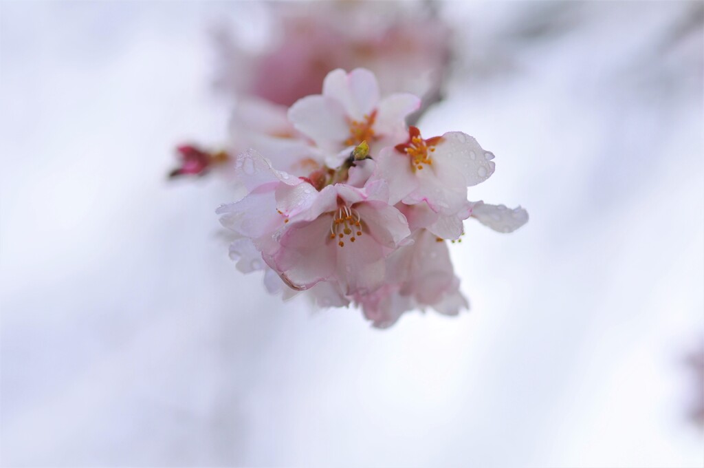 しだれ桜