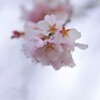 しだれ桜