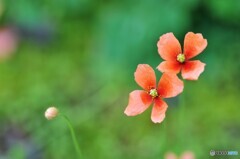 小川のほとりで。