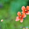 小川のほとりで。