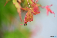 梅雨入り前