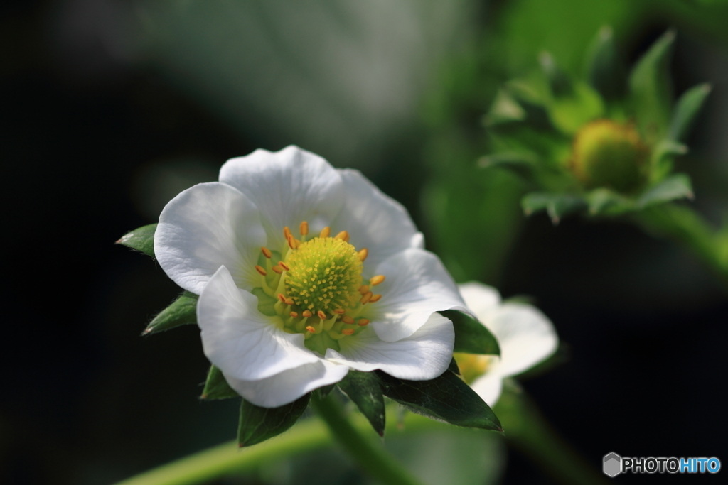 いちごの花
