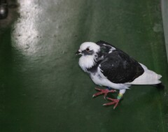 迷い込んだレース鳩
