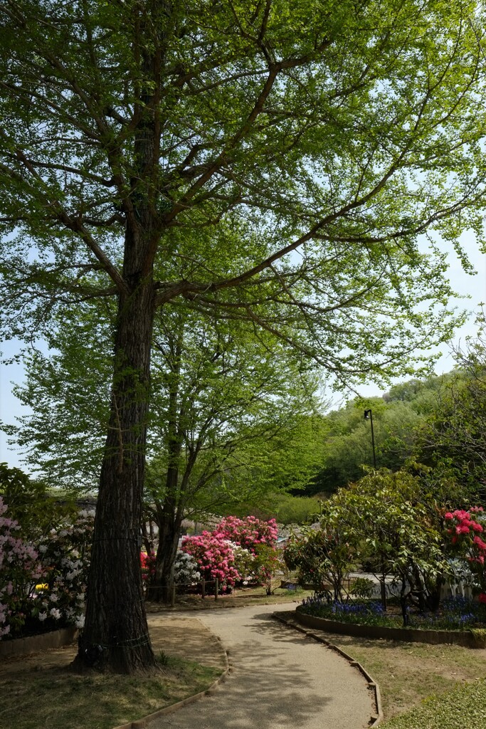 緑の小路