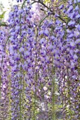 藤の花