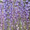 藤の花