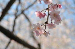今年も逢えた