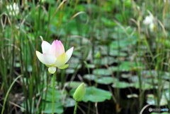 近くの池