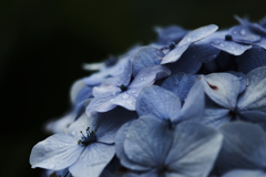 紫陽花