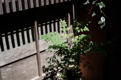 茶屋の裏の緑