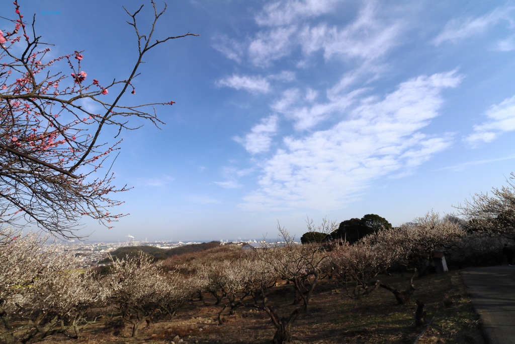 海が見える梅林（2）