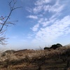 海が見える梅林（2）