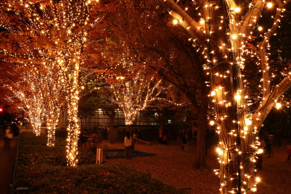 京の街の光の森（9）
