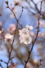 秋桜　2