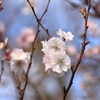 秋桜　2
