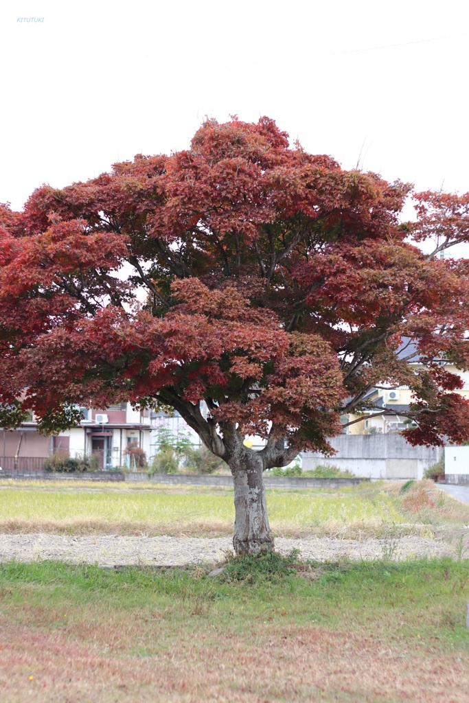 近所の紅葉