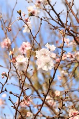 秋桜