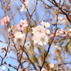 秋桜