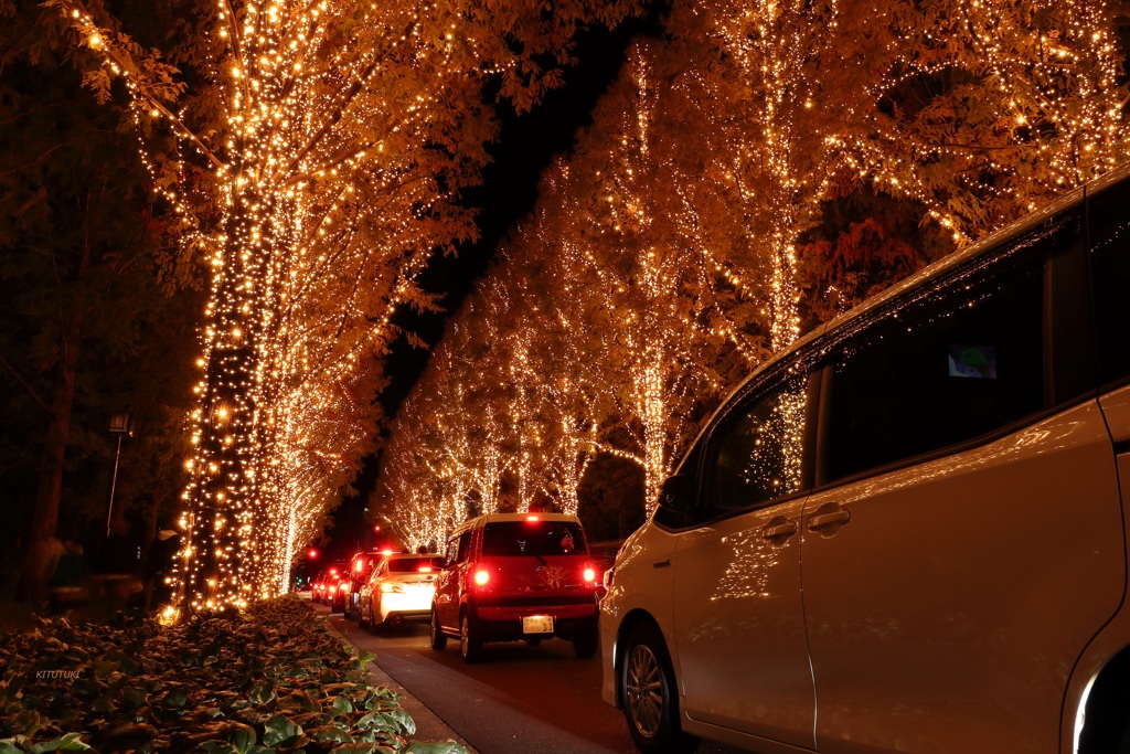 京の街の光の森（6）