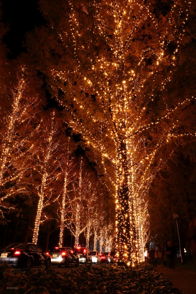 京の街の光の森（2）