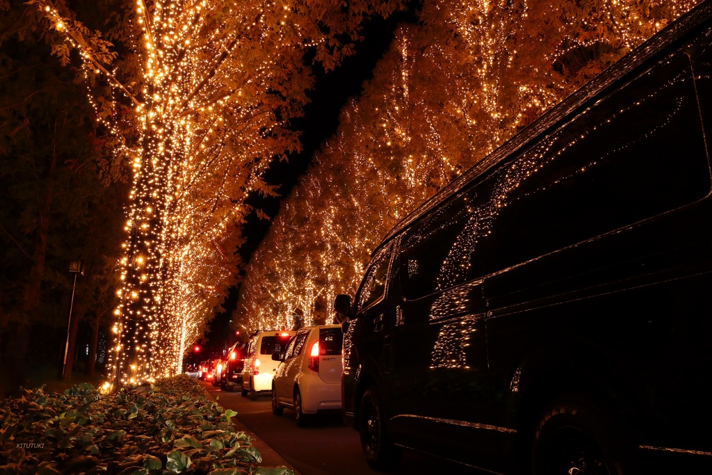 京の街の光の森（5）