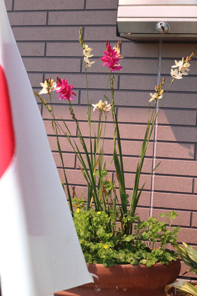 祭日の玄関