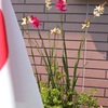 祭日の玄関