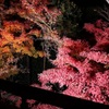 朱雀の庭（6）