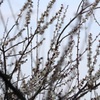 初めての梅ジロー（2）