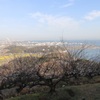海が見える梅林（3）