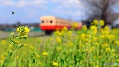菜の花の季節
