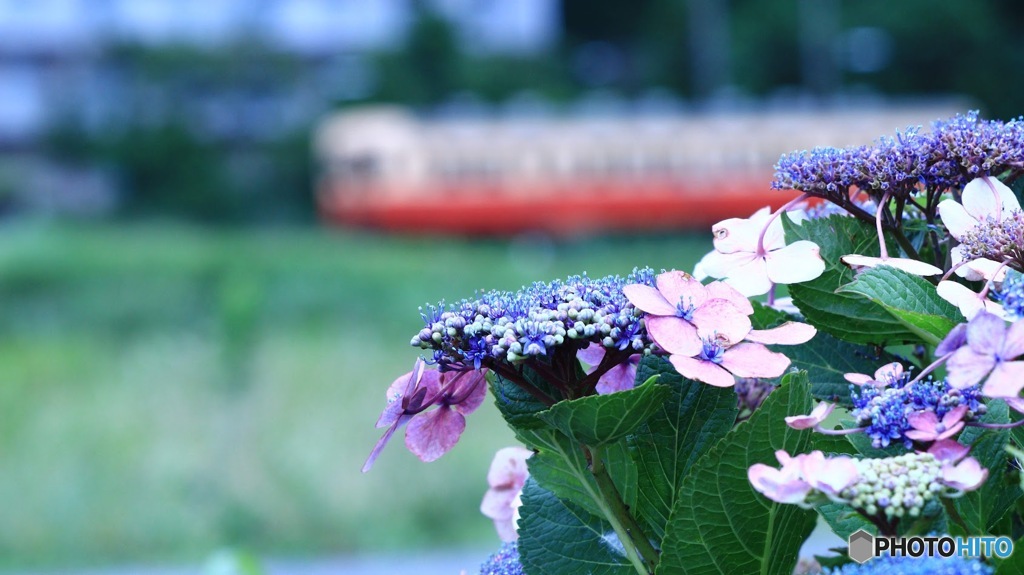 紫陽花越しの景色