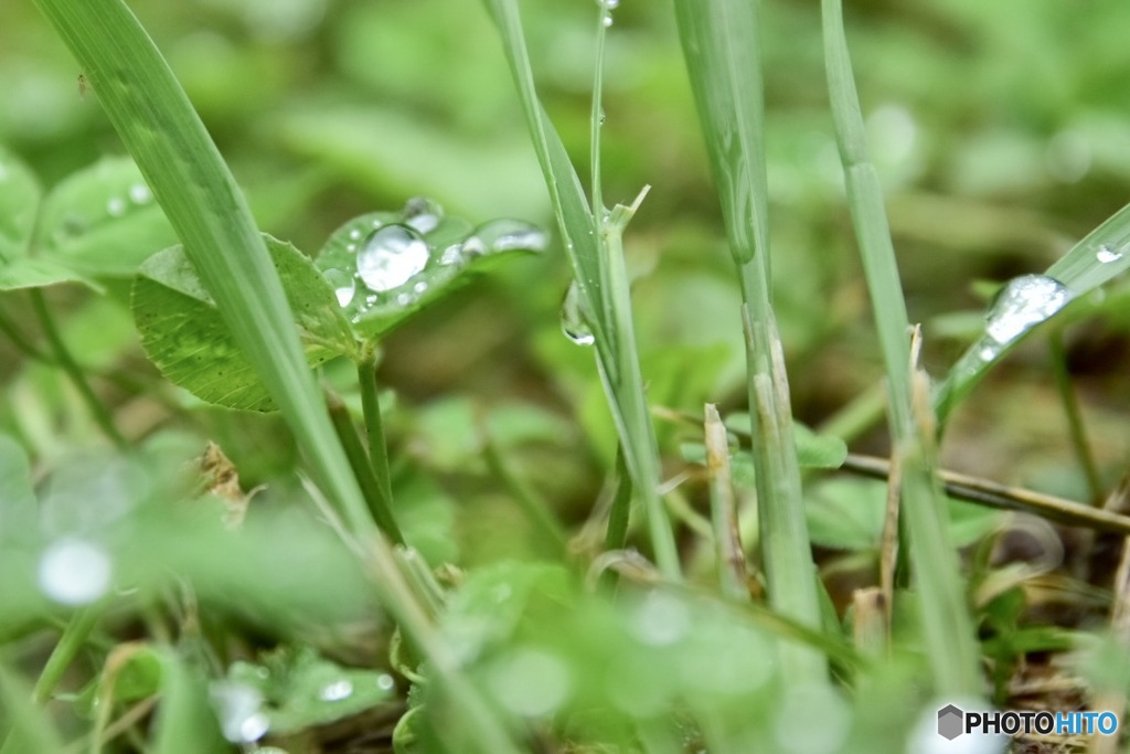 雨上がりに