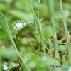 雨上がりに
