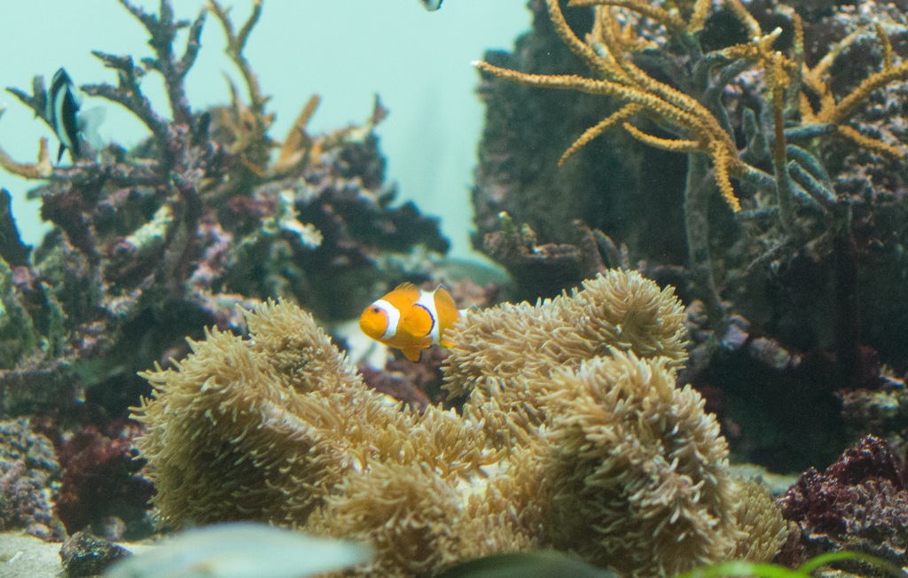 水族園〜ニモ見つけた！！