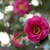 山茶花