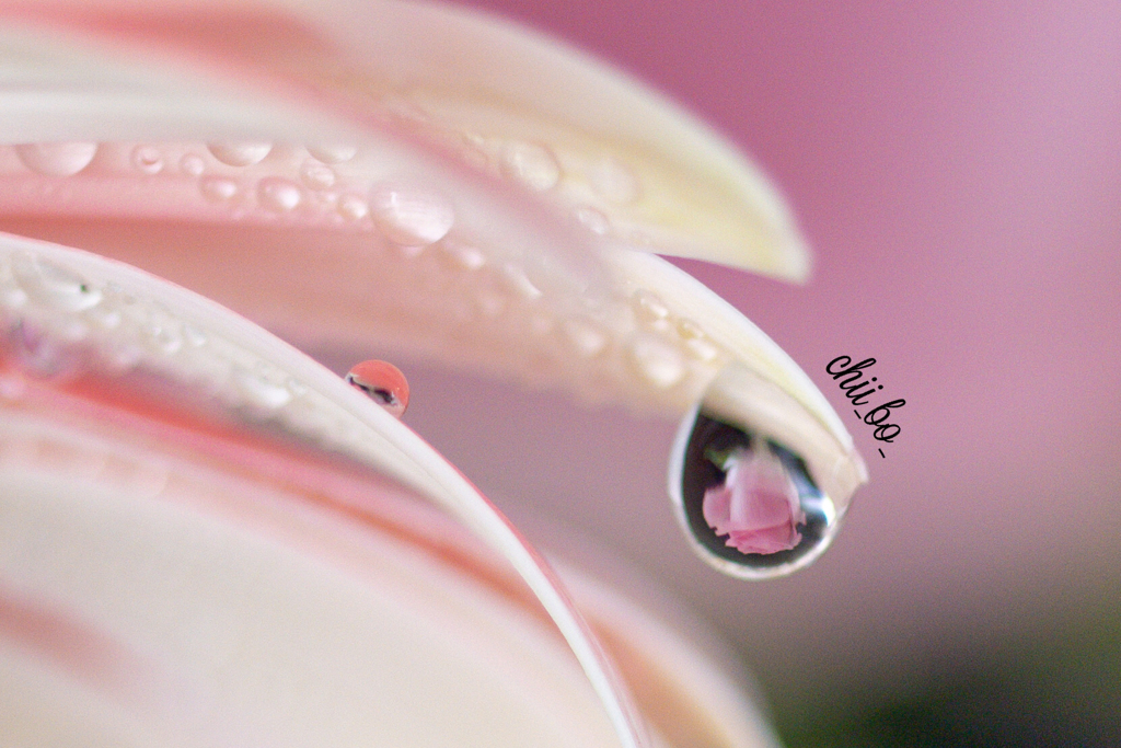 水中花